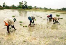 Agriculture Sector News