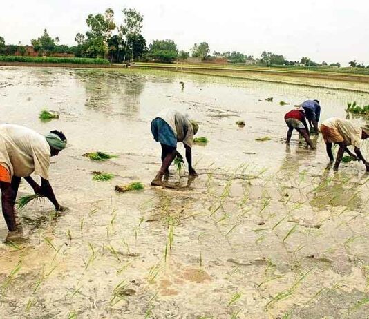 Agriculture Sector News