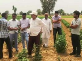 Sirsa News