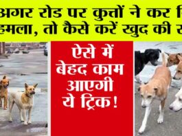 Dog Attack Tips