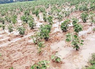 Rajasthan Weather Update