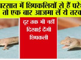 Tips To Get Rid Of Lizard