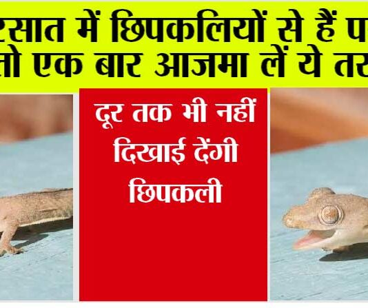 Tips To Get Rid Of Lizard