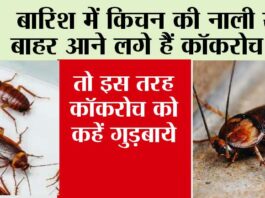 Tips To Get rid of Cockroach