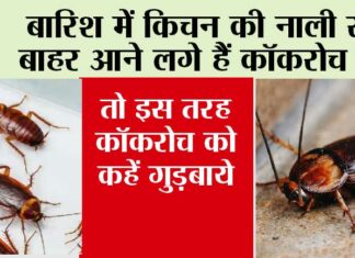 Tips To Get rid of Cockroach
