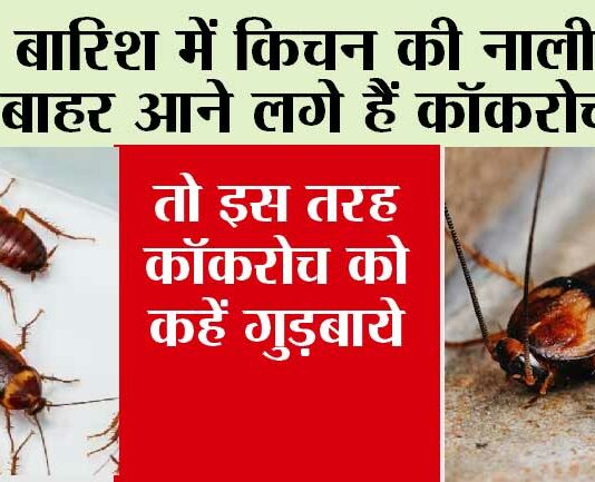 Tips To Get rid of Cockroach