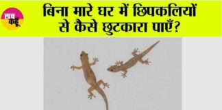 Tips to Get Rid of LIzards