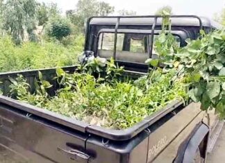 Tree Plantation Campaign Tree Plantation