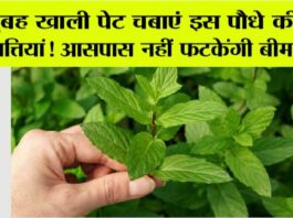 Benefits of Tulsi Leaves