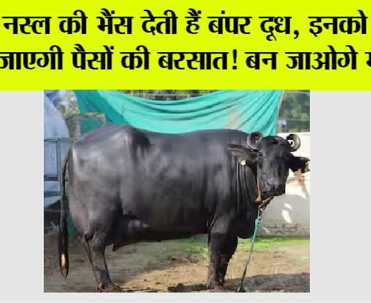 Buffalo Milk