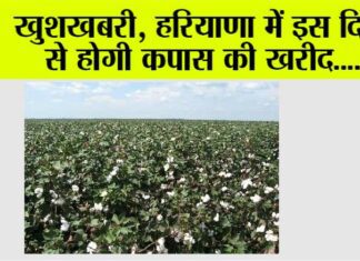 Haryana News