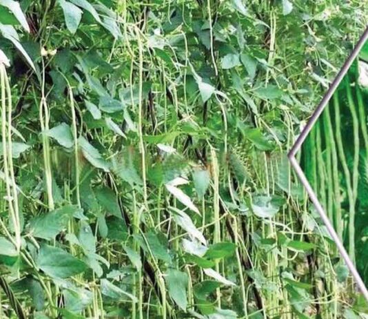 Cowpea Cultivation