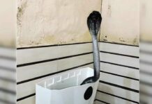 Snake