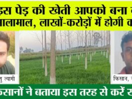 Tree Farming