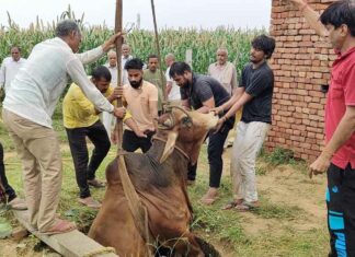गौरक्षा दल ने तीन घंटे की कड़ी मशक्कत के बाद कुएँ से निकाला सांड Bhiwani News