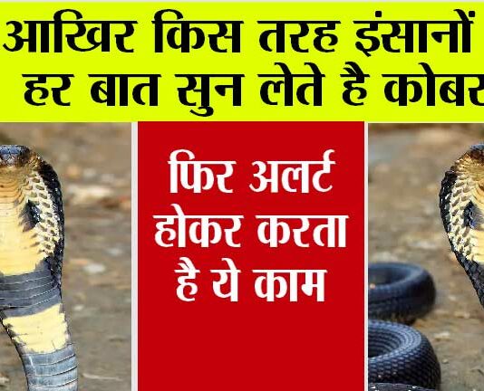 Cobra Snake: आखिर किस तरह इंसानों की हर बात सुन लेते है कोबरा? इस रिसर्च से पता चला सच Cobra Snake