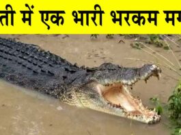 Crocodile in Mount Abu: रिहायशी क्षेत्र में घुसा मगरमच्छ, मचा हड़कंप Mount Abu