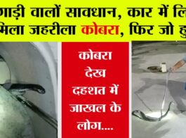 Snake