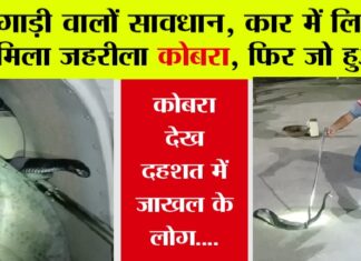 Snake: गाड़ी वालों सावधान, कार में लिपटा मिला जहरीला कोबरा, फिर जो हुआ… Snake