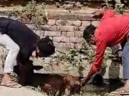 नाले में गिरे बेसहारा गोवंश को बाहर निकाला Kairana News