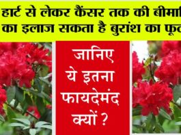 Buransh Flower Benefits