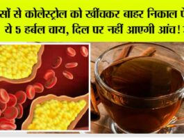 Cholesterol Melting Tea: नस-नस में जमे कोलेस्ट्रॉल को बाहर खींच लाएंगी ये 5 हर्बल चाय, दिल पर कभी नहीं आएगी आंच! Cholesterol Melting Tea