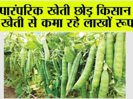 Kisan News: पारंपरिक खेती छोड़ किसान इस खेती से कमा रहे लाखों रूपए Kisan News