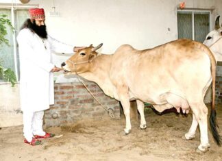 Sirsa News
