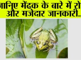 Fun Facts Frog