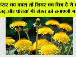 Benefits of Dandelion Plant