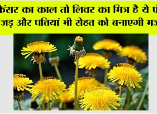 Benefits of Dandelion Plant