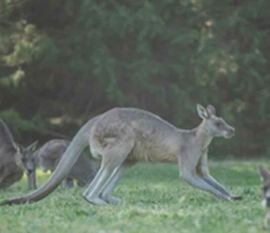 98 Kangaroos Death Case: 98 कंगारुओं की मौत के मामले में एक आरोपी गिरफ्तार Kangaroos Death Case