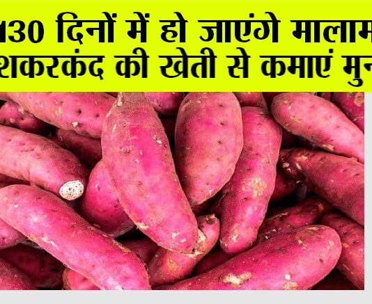 Sweet Potato Farming