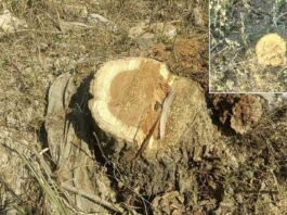 चुहड़ पुर कला पंचायत से कटे शीशम के आधा दर्जन पेड़, जांच करके दोषियों के खिलाफ कार्रवाई की जाएगी एसडीएम छछरौली Yamunanagar News