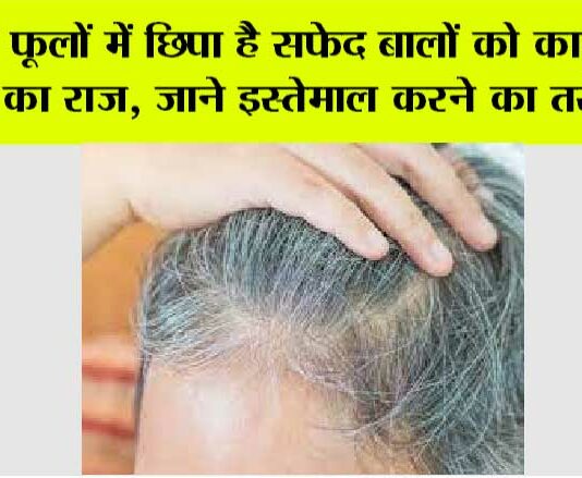White Hair Problem: इन फूलों में छिपा है सफेद बालों को काला करने का राज, जाने इस्तेमाल करने का तरीका.. White Hair Problem
