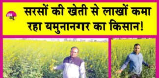 Mustard Farming