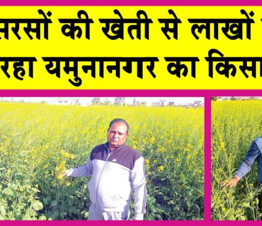 Mustard Farming