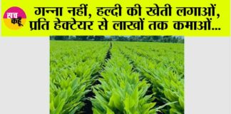 AGRICULTURE