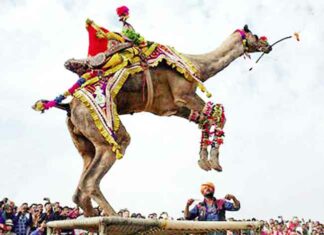 International Camel Festival: अंतराष्ट्रीय ऊंट उत्सव शुक्रवार से, बीकानेर हेरिटेज वॉक के साथ होगी शुरूआत International Camel Festival