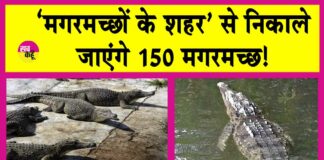 Crocodile News