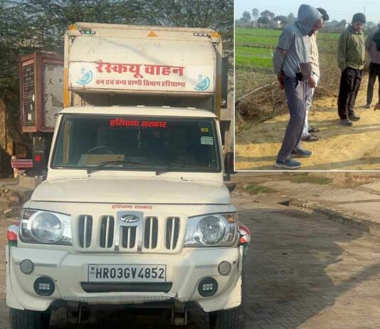 Leopard: हांसी के नजदीक तेंदुआ घुसने की खबर से मची अफरा तफरी Hisar News