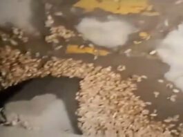 Hafed: हैफेड के गोदाम में गेहूं में पानी छिड़कने (पानी डालने) का वीडियो वायरल, डीएम ने कमेटी बना दिए जांच के आदेश Kaithal News