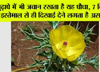 Satyanashi Plant Benefits