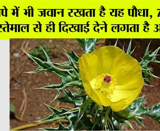 Satyanashi Plant Benefits: बुढ़ापे में भी जवान रखता है यह पौधा, 7 दिन के इस्तेमाल से ही दिखाई देने लगता है असर?… Satyanashi Plant Benefits