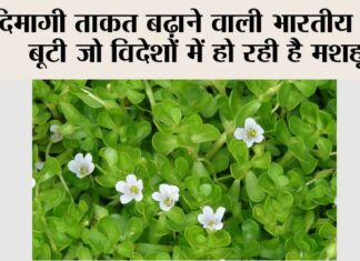 Brahmi