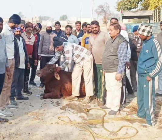 Sri Ganganagar News: जब कोई नहीं आया बचाने तो 30 फुट गहरे कुएं में गिरी गाय को डेरा अनुयायियों ने ऐसे बचाया! Sri Ganganagar News