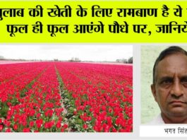 Gulab Ki Kheti