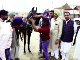 Hanumangarh Horse Fair
