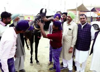 Hanumangarh Horse Fair