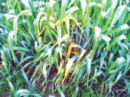 Wheat Crop